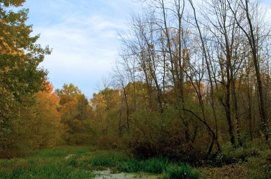 wetland