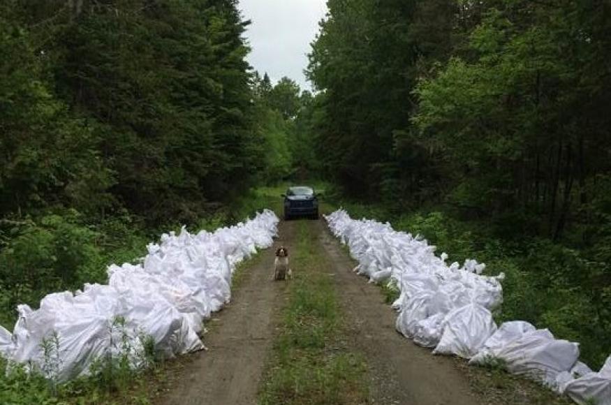 trees in plastic bags along a woods road