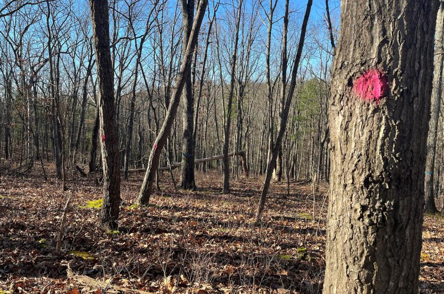 Overstory trees are marked with pink paint at the CCAR site. 