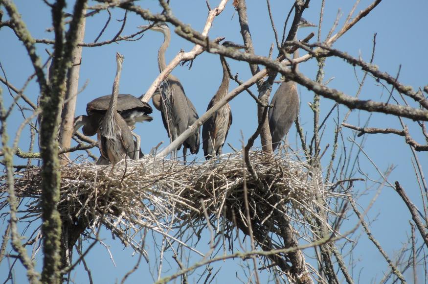 Heron nest