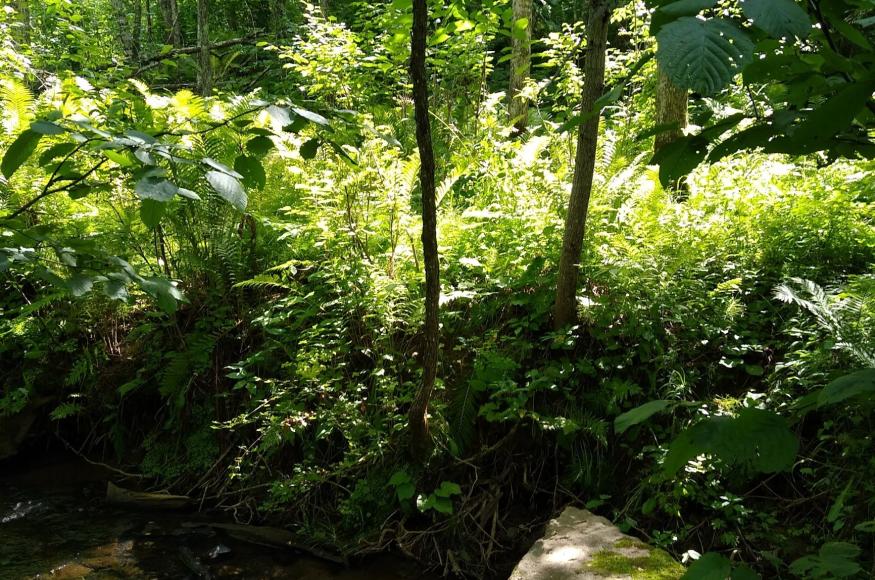 Streamside saplings grow in a cooler, moister area of the project