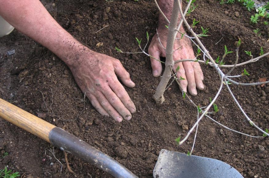 A tree being planted