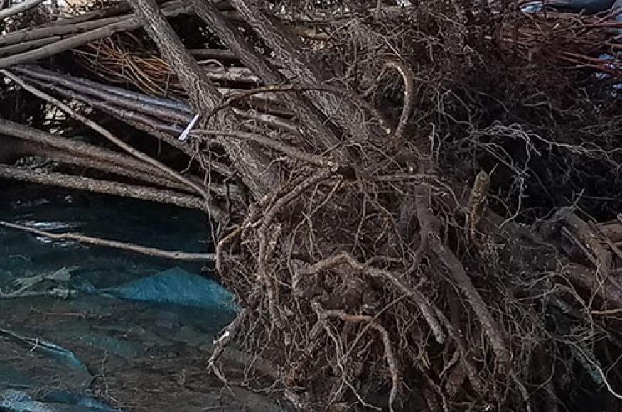 Bareroot trees. Photo credit: MN Science Museum