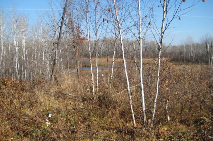 Paper birch stump sprouts that were thinned by hand in fall 2015. 