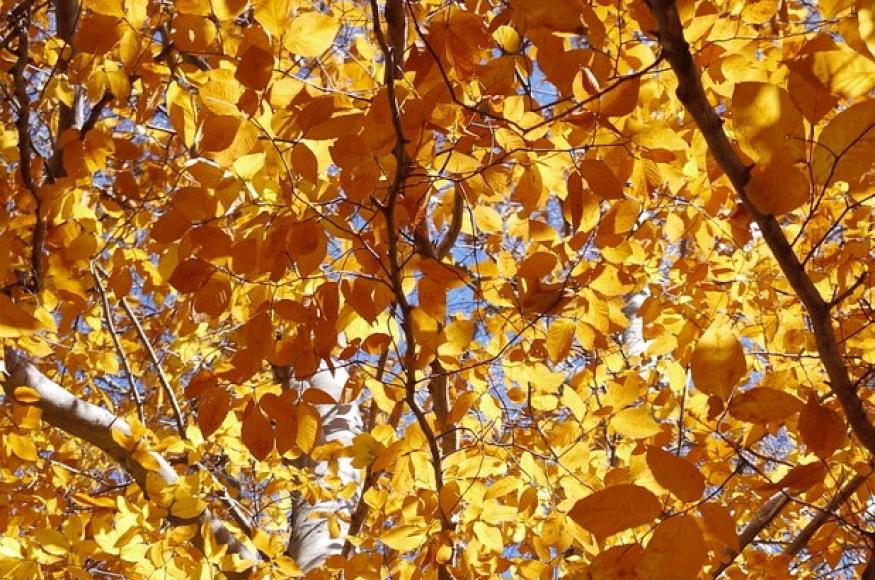 Autumn sycamore foliage