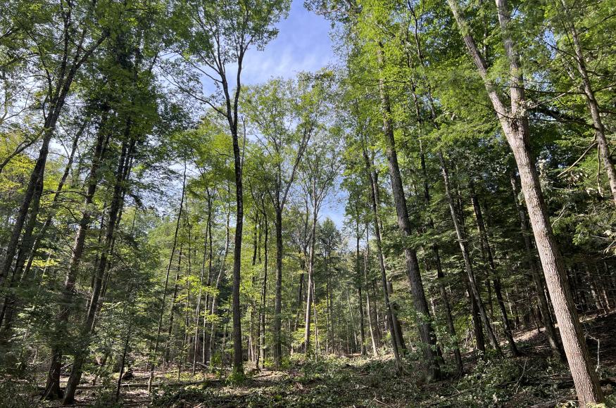 A forest stand that has been thinned