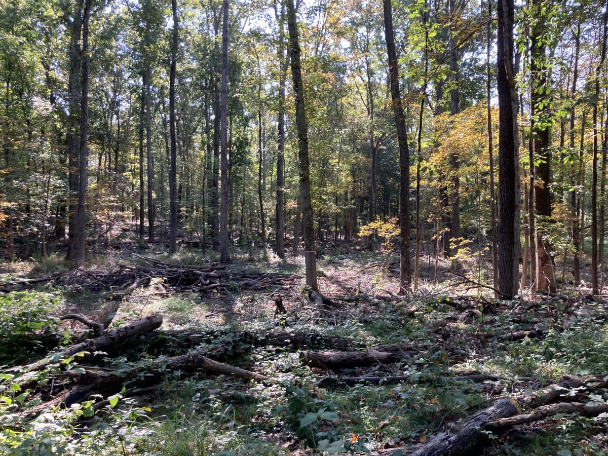 Southern new england oak forest
